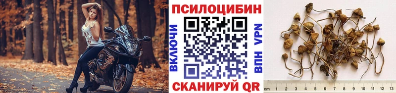 Галлюциногенные грибы Psilocybe  купить закладку  Заринск 
